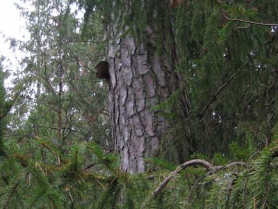 Tallticka exemplar i Runbyskogen